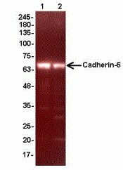 Cadherin-6 Antibody [A4]