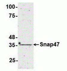 Synaptosomal associated protein 47 Antibody [A11]