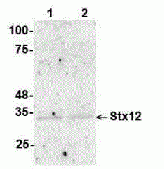 Syntaxin-12 Antibody [H8]