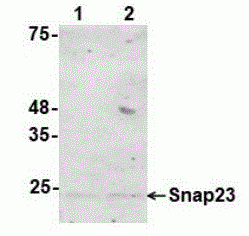 Synaptosomal-associated protein 23 Antibody [A6]