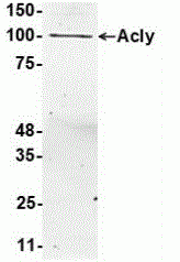 ATP-citrate synthase Antibody [A12]