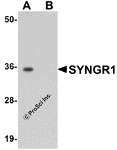 SYNGR1 Peptide