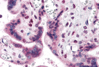 IRF2BP2 Antibody