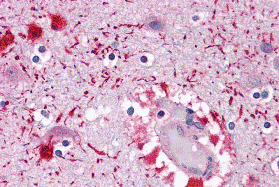 PIWI-L2 Antibody