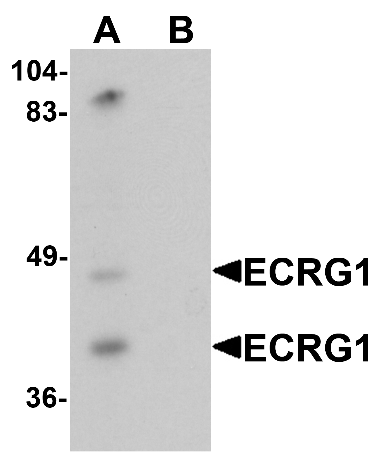 ECRG1 Antibody