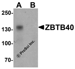 ZBTB40 Peptide