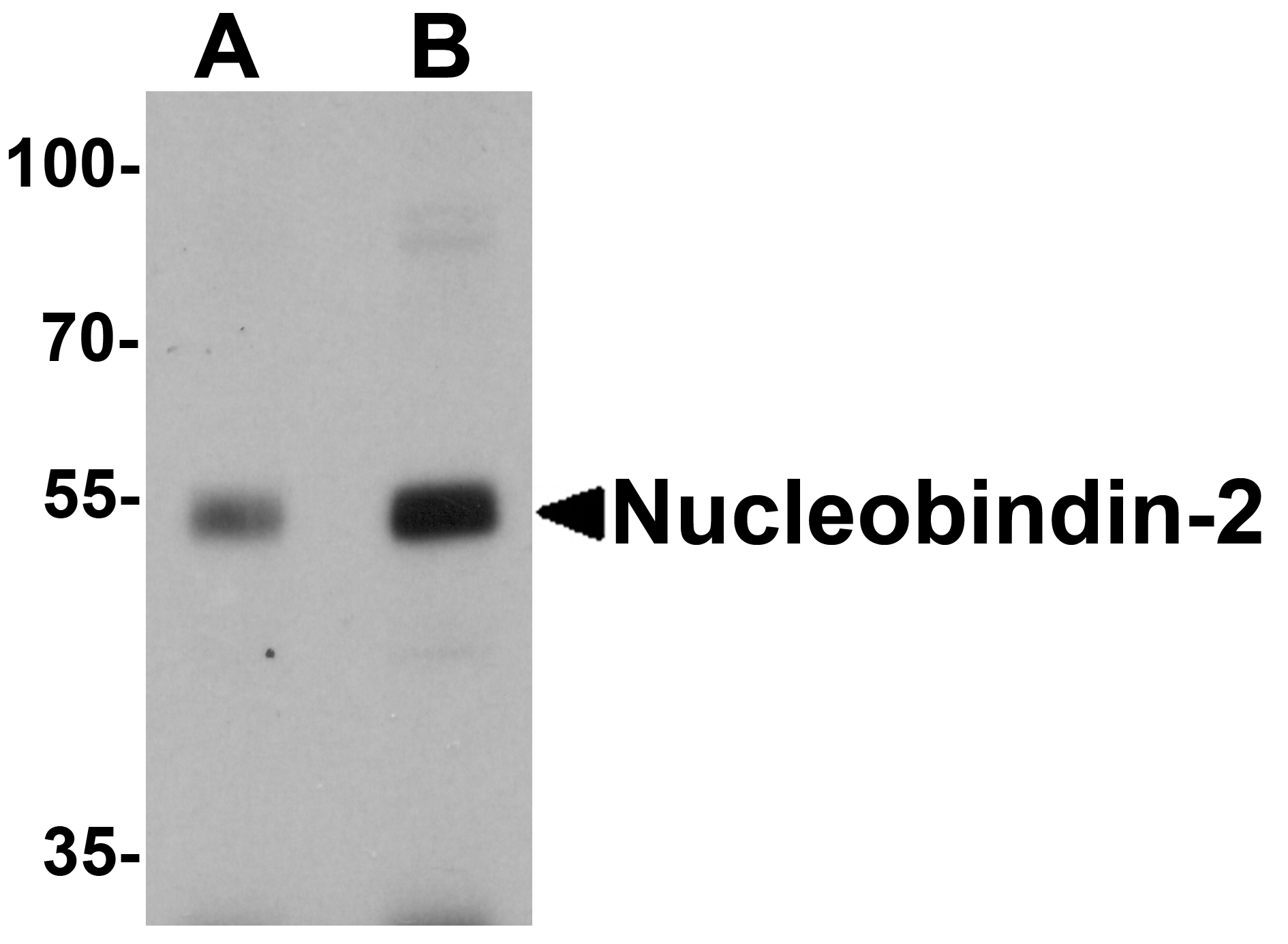 Nucleobindin-2 Antibody
