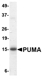 PUMA Fragment Recombinant Protein