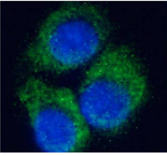 A2A-Adenosine Receptor Antibody [Ig2838], Mouse IgG1