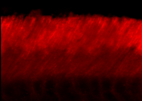 ABCA4 (Rim Protein) Antibody [3F4]