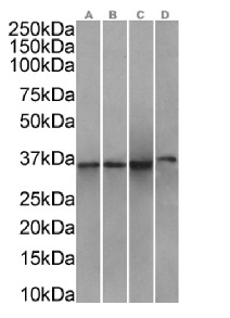 ANXA1 Antibody [SAIC-13B-19], Rabbit IgG