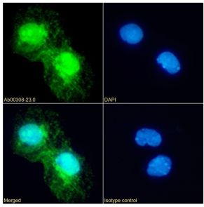 ANXA4 Antibody [SAIC-14C-10F12], Rabbit IgG
