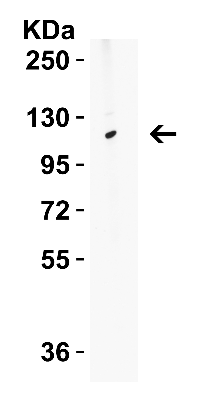 ATG9B Antibody