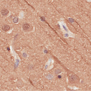 Alpha-Tubulin Antibody [F2C], Rabbit IgG