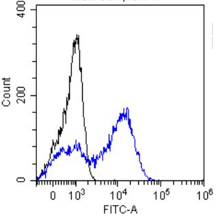 Alpha-fetoprotein (AFP) Antibody [AF5], Rabbit IgG