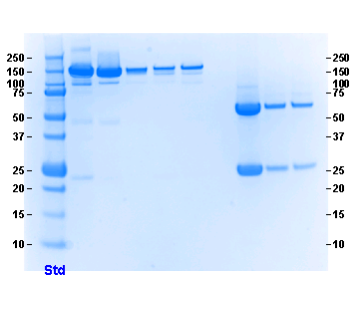 Amyloid beta (aa 4-10) Antibody [WO2], Mouse IgG2a