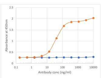 B7-H3 Antibody [MJ18], Rabbit IgG