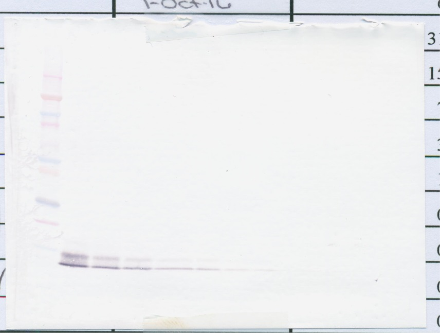 BD-5 Antibody (biotin)