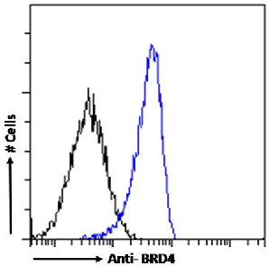 BRD4 Antibody [RAB-C131], Rabbit IgG