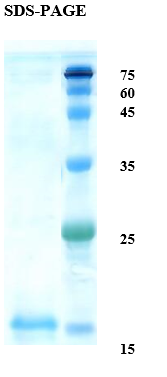 Banana allergen Mus xp 1 Recombinant Protein