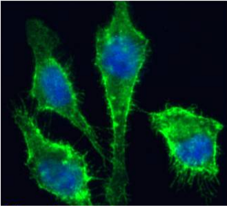Basigin Antibody [Ab-1], Mouse IgG1