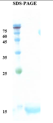 Bermuda grass allergen Cyn d 12 Recombinant Protein