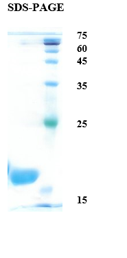 Birch pollen allergen Bet v 1 Recombinant Protein