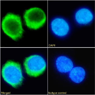 C5aR Antibody [32-G1], Rabbit IgG