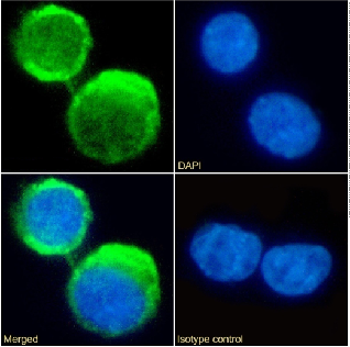 C5aR Antibody [S5/1], Rabbit IgG