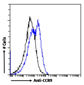 CCR9 Antibody [9B1], Rabbit IgG
