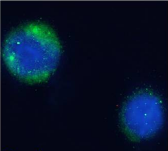 CD10 Antibody [NL-1], Rabbit IgG