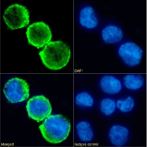 CD15 Antibody [BRA-4F1], Rabbit IgG