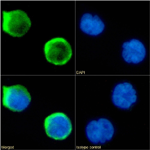 CD1a Antibody [CBT6], Rabbit IgG