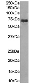 CD226 Antibody [10E5], Rabbit IgG