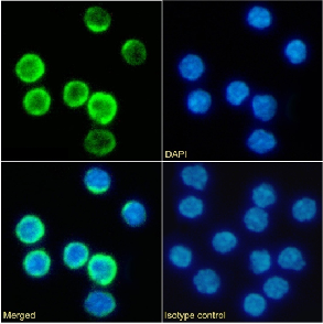 CD25 Antibody [PC-61.5.3], Rabbit IgG