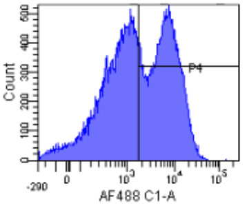 CD29 Antibody [K20], Rabbit IgG