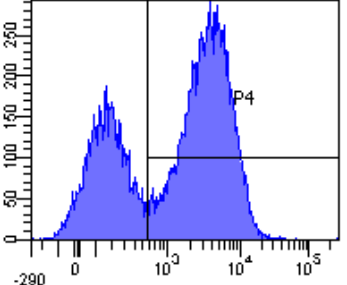 CD3 epsilon Antibody [12F6], Rabbit IgG