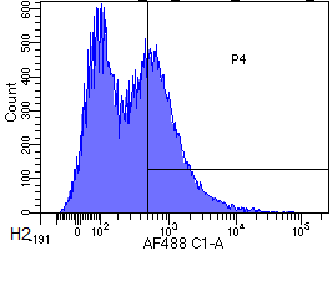 CD34 Antibody [My10], Rabbit IgG