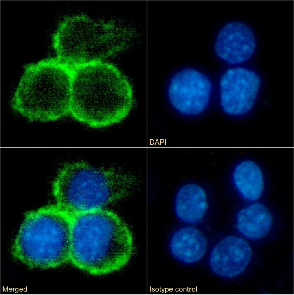 CD40 Antibody [3/23], Rabbit IgG