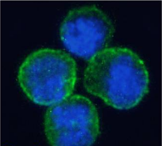 CD40 Antibody [5D12], Rabbit IgG
