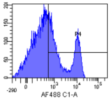 CD40 Antibody [G28.5], Rabbit IgG