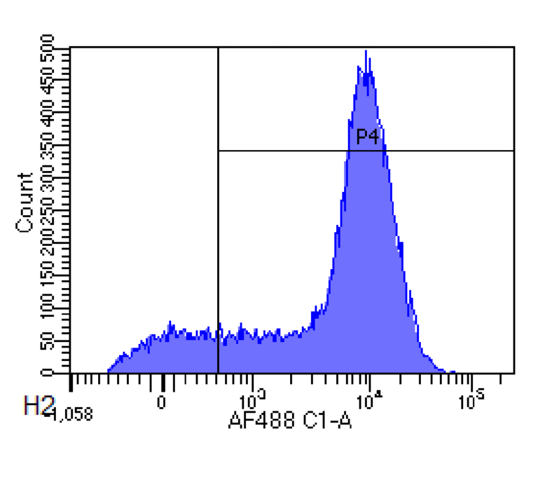 CD44 Antibody [Hermes-1], Rabbit IgG