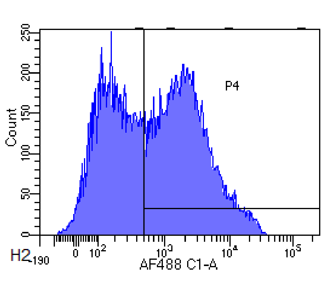 CD62L Antibody [DREG-56], Rabbit IgG