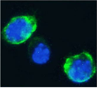 CD7 Antibody [3A1E], Rabbit IgG