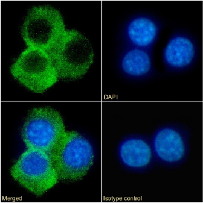 CD70 Antibody [TAN1-6], Rabbit IgG