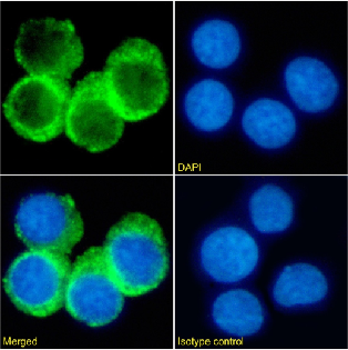 CD74 Antibody [LN-2], Rabbit IgG