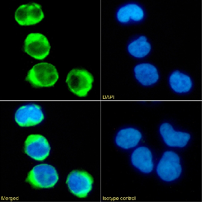 CD8 Antibody [RIV11], Rabbit IgG