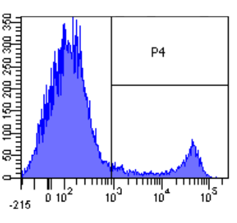 CD8 alpha Antibody [YTS 105.18], Rabbit IgG