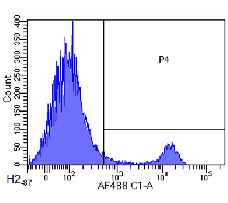 CD8 alpha/Lyt-2 Antibody [YTS 169.4], Rabbit IgG