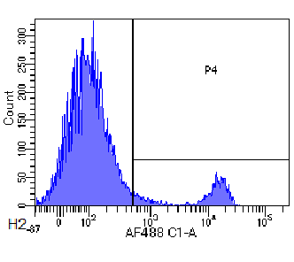 CD8 beta Antibody [YTS 156.7.7], Rabbit IgG